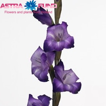 Gladiolus grootbloemig 'Purple Mate' Foto