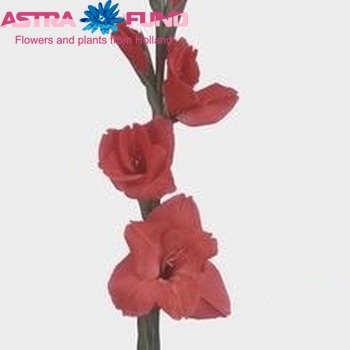 Gladiolus grootbloemig 'Ravanna' foto