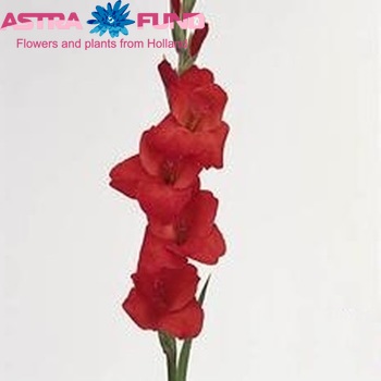 Gladiolus grootbloemig 'Red Matador' Foto