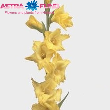 Gladiolus grootbloemig 'Strong Gold Foto