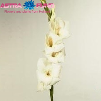 Gladiolus grootbloemig 'Teach In' foto