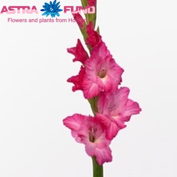 Gladiolus grootbloemig 'Violet King' zdjęcie