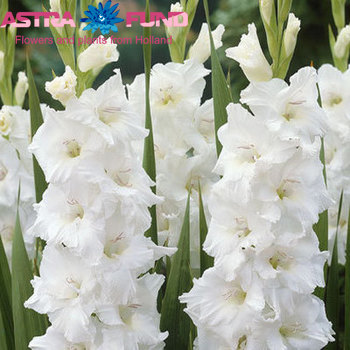 Gladiolus grootbloemig 'White Goddess' zdjęcie