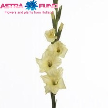 Gladiolus grootbloemig 'Yellow Top' Foto