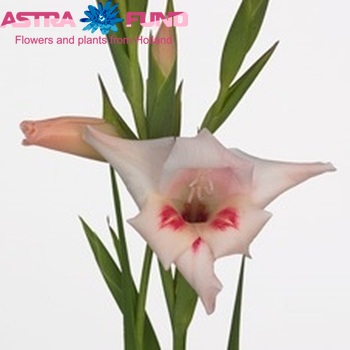 Gladiolus kleinbloemig (Nanus Grp) 'Elvira' photo