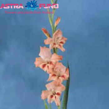 Gladiolus kleinbloemig (Nanus Grp) 'Nathalie' фото