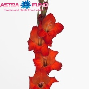 Gladiolus kleinbloemig (Primulinus Grp) 'Atom' Foto