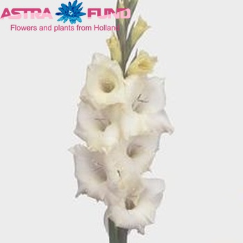 Gladiolus kleinbloemig Glamini Amber фото