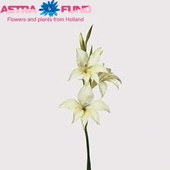 Gladiolus kleinbloemig x colvillei 'Alba' Foto