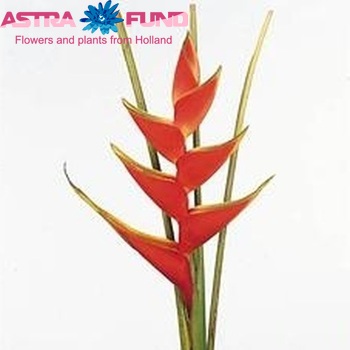 Heliconia 'Lobster' photo