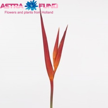 Heliconia psittacorum 'St. Vincent Red' photo
