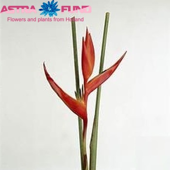 Heliconia 'Red Opal' Foto
