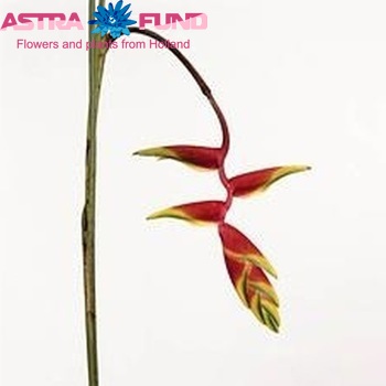 Heliconia rostrata Foto