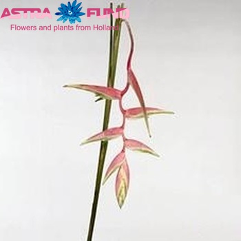 Heliconia rostrata 'Sexy Pink' zdjęcie