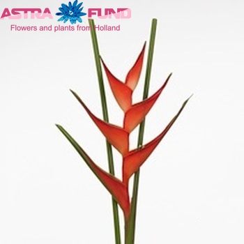 Heliconia stricta 'Tropical' Foto