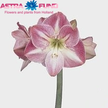 Гиппеаструм 'Pink Blossom' фото
