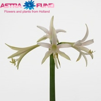 Hippeastrum Colibri  Grp 'Torrone' Foto