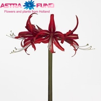 Hippeastrum Cybister Grp 'Cyberspace' Foto