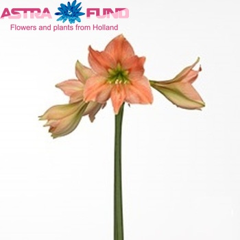 Hippeastrum Diamond Grp 'Caramel' Foto