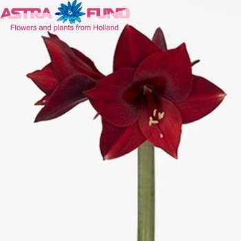 Hippeastrum Diamond Grp 'China Town' Foto