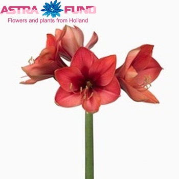 Hippeastrum Diamond Grp 'Chou Chou' Foto