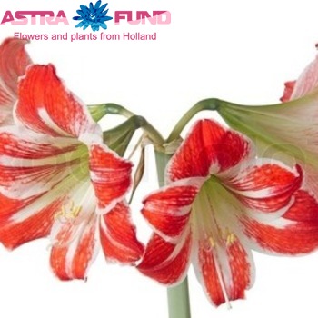 Hippeastrum Diamond Grp 'Confetti' Foto