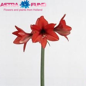 Hippeastrum Diamond Grp 'Orangina' Foto