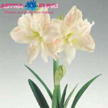 Hippeastrum Double Galaxy Grp 'Aphrodite' zdjęcie