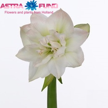 Hippeastrum Double Galaxy Grp Arctic Nymph Foto