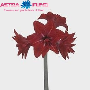 Hippeastrum Double Galaxy Grp 'Double Delight' Foto