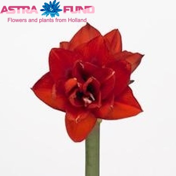 Hippeastrum Double Galaxy Grp 'Double King' Foto