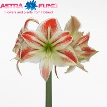 Hippeastrum Galaxy Grp 'Amorice' Foto