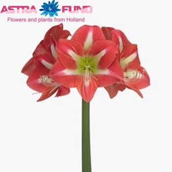 Hippeastrum Galaxy Grp 'Avanti' Foto