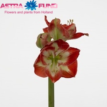 Hippeastrum Galaxy Grp 'Bella Tricolore' photo