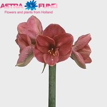 Hippeastrum Galaxy Grp 'Bolero' zdjęcie