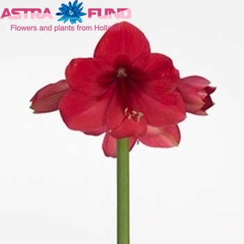 Hippeastrum Galaxy Grp 'Brazza' Foto