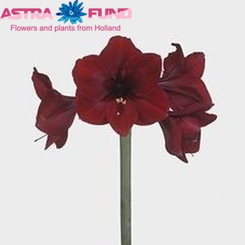 Hippeastrum Galaxy Grp 'Britney' Foto