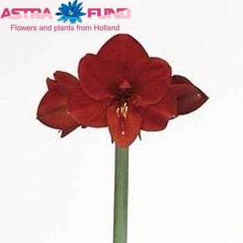 Hippeastrum Galaxy Grp 'Carre' Foto