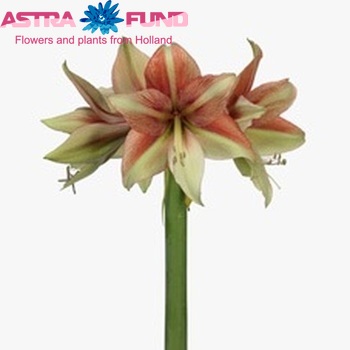 Hippeastrum Galaxy Grp 'Fledermaus' Foto