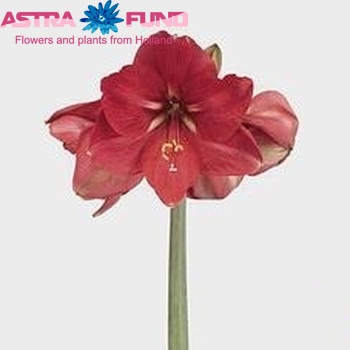 Hippeastrum Galaxy Grp 'Florence' Foto