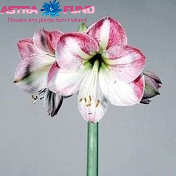 Гиппеаструм крупноцветковый 'Flower Record' фото
