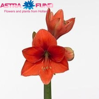 Hippeastrum Galaxy Grp 'Gold Medal' Foto