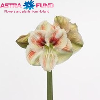 Hippeastrum Galaxy Grp 'Hurricane' Foto