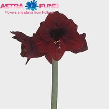 Hippeastrum Galaxy Grp 'Loyalty' Foto