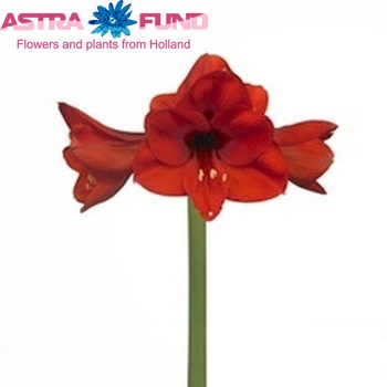 Hippeastrum Galaxy Grp 'Manhattan' Foto