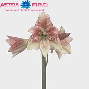 Hippeastrum Galaxy Grp 'Mozaique' Foto