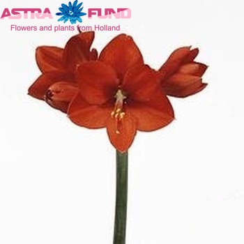 Hippeastrum Galaxy Grp 'Olympiade' Foto