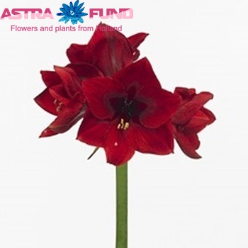 Hippeastrum Galaxy Grp 'Paso Doble' zdjęcie