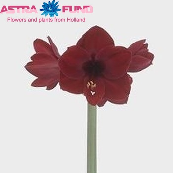 Hippeastrum Galaxy Grp 'Premiere' фото