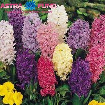 Hyacinthus orientalis gemengd 4 kleuren photo